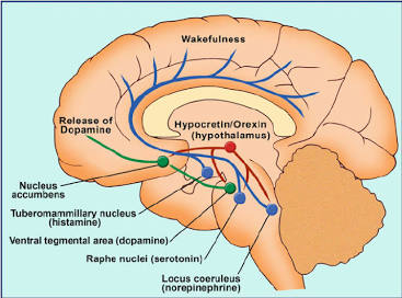 image of human brain and how narcolepsy affects it