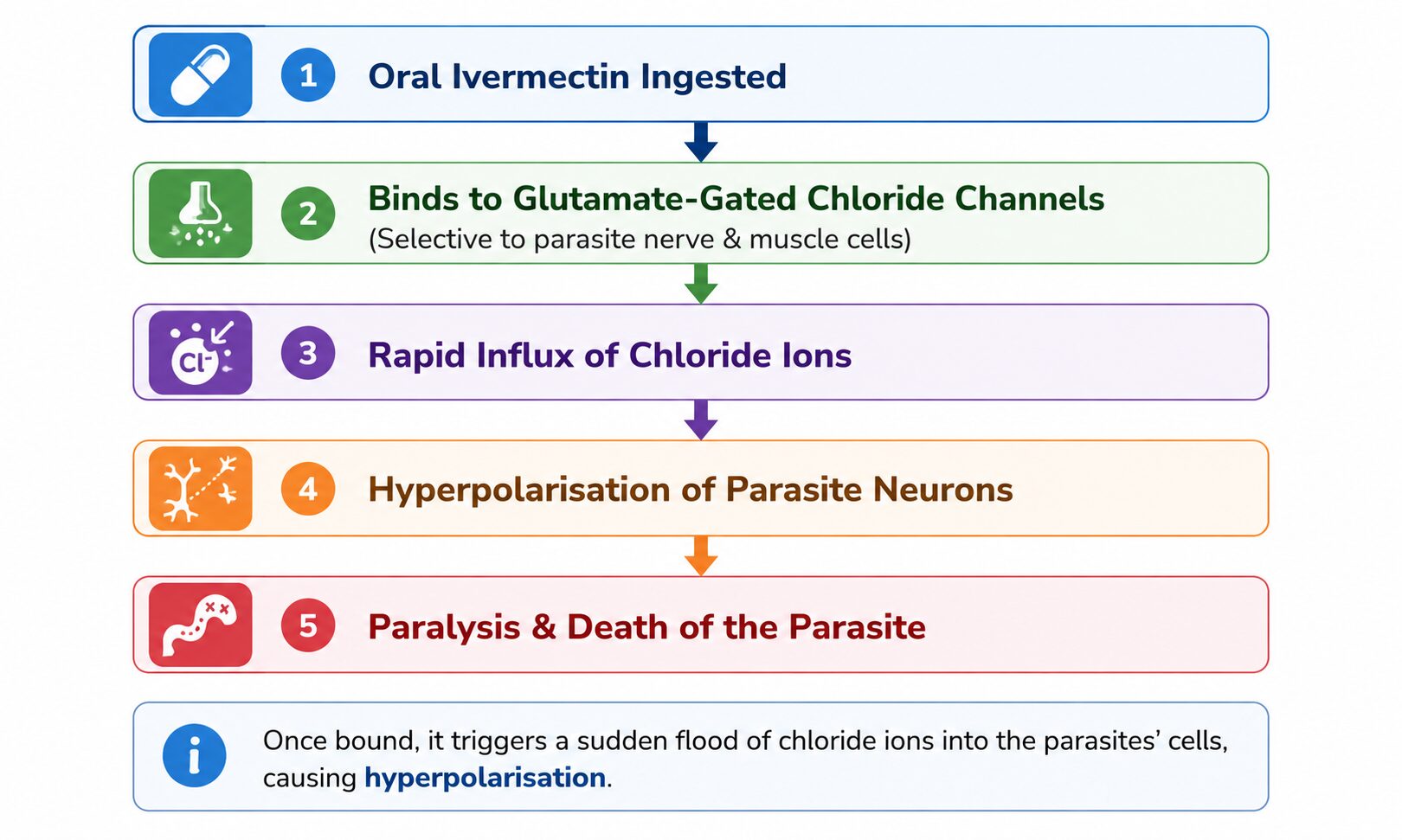 Infographic explaining how ivermectin works by binding to parasite chloride channels, causing paralysis and death of parasites, with information relevant to Australia.